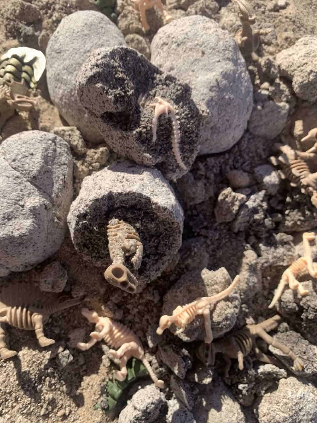 Dinosaur Eggs