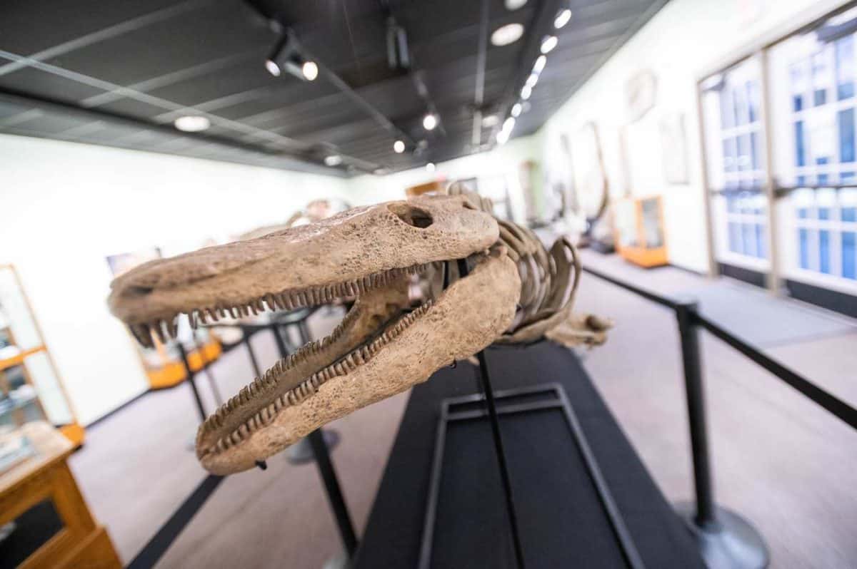 Ichthyosaurus skeleton at the Zuhl Museum, NMSU campus, Las Cruces New Mexico.
