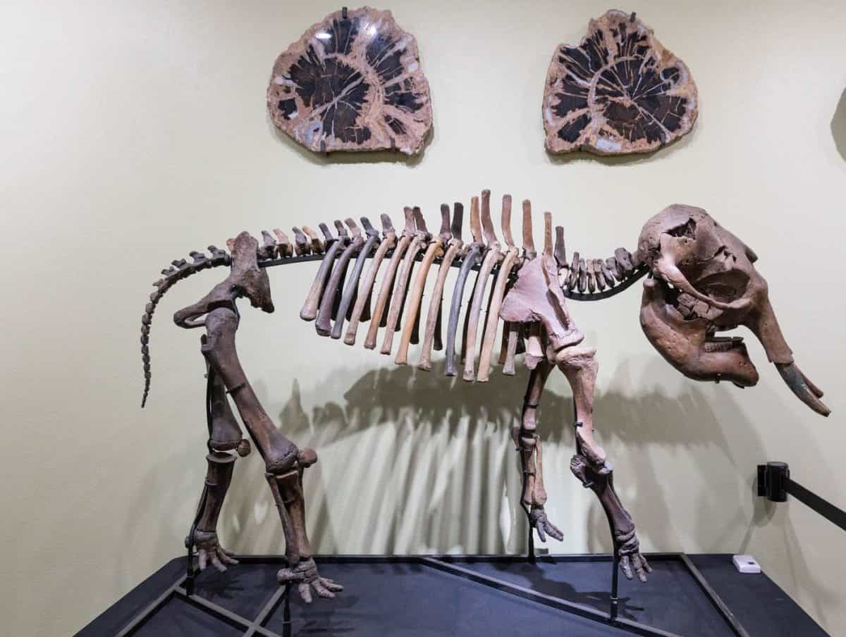 Skeleton at the Zuhl Museum , Las Cruces New Mexico.