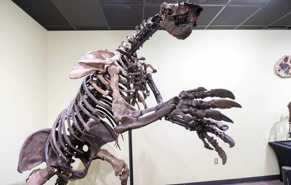 Dinosaur skeleton at the Zuhl Museum , Las Cruces New Mexico.