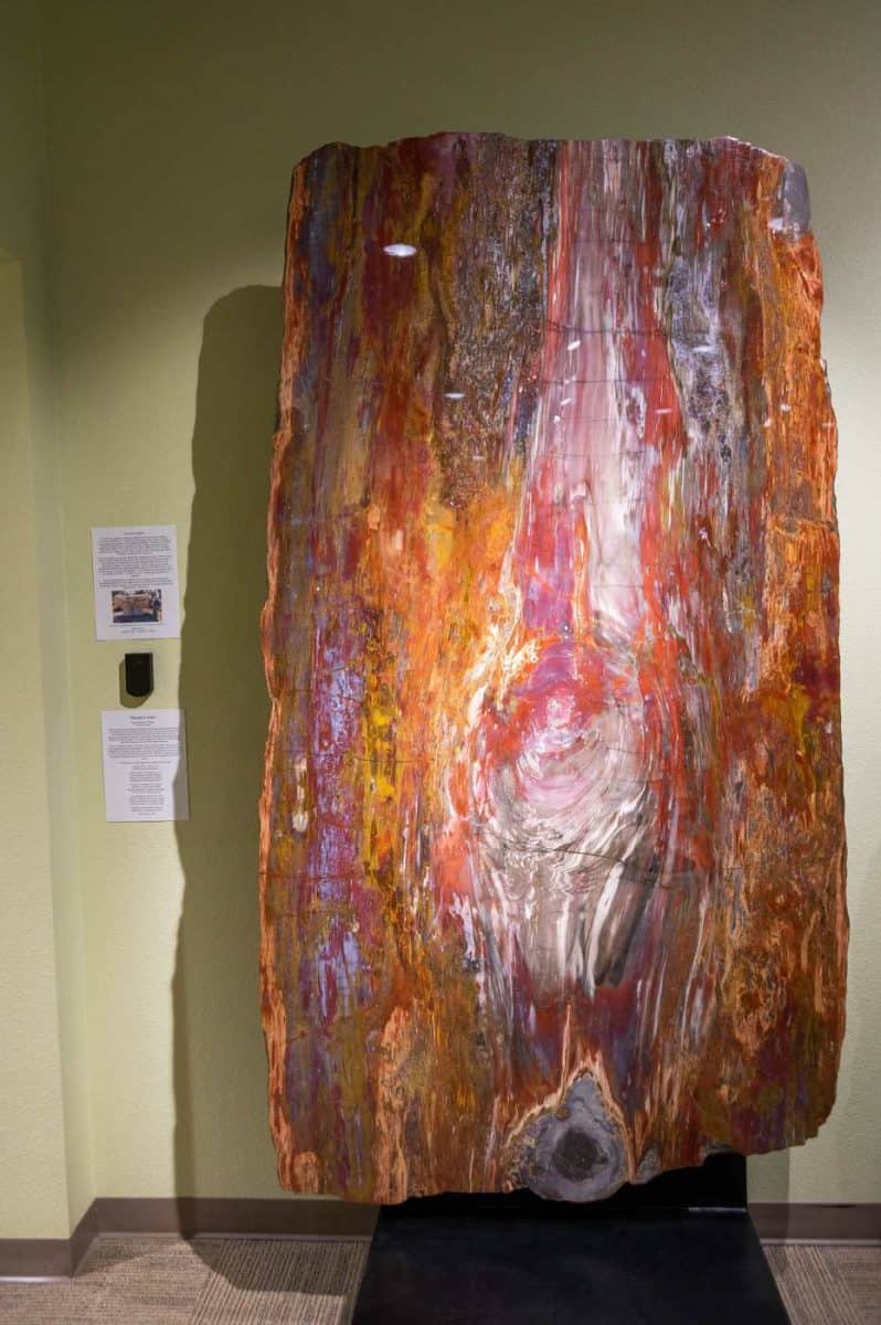 Huge piece of petrified wood at the Zuhl Museum in Las Cruces New Mexico.